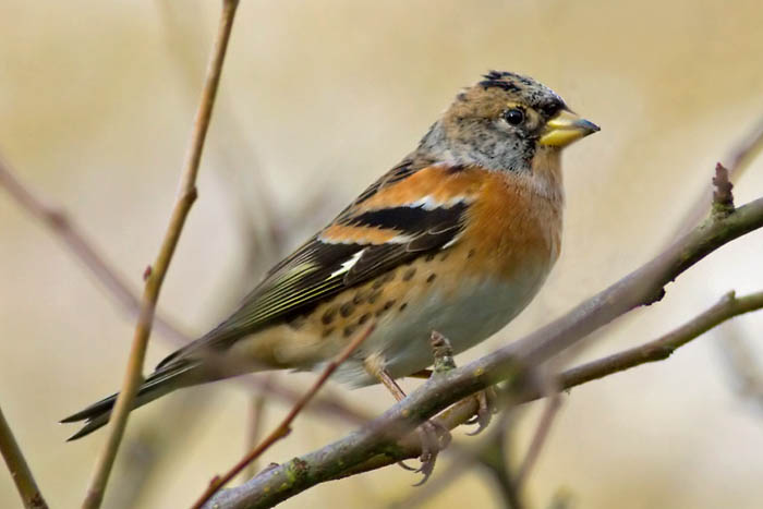 Pretty Brambling