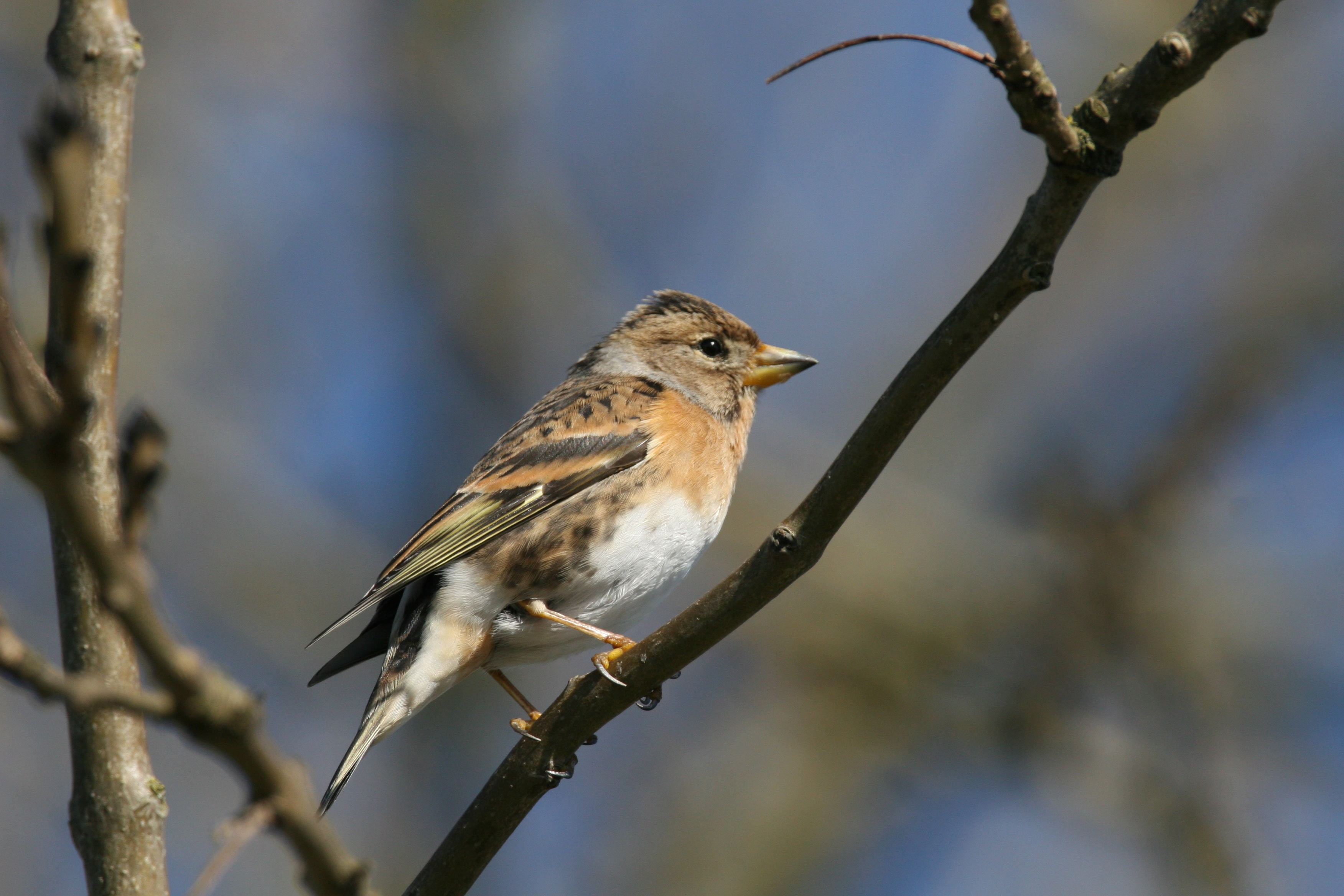 Pretty Brambling