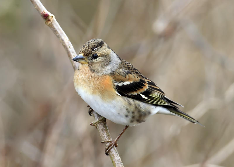 Pretty Brambling