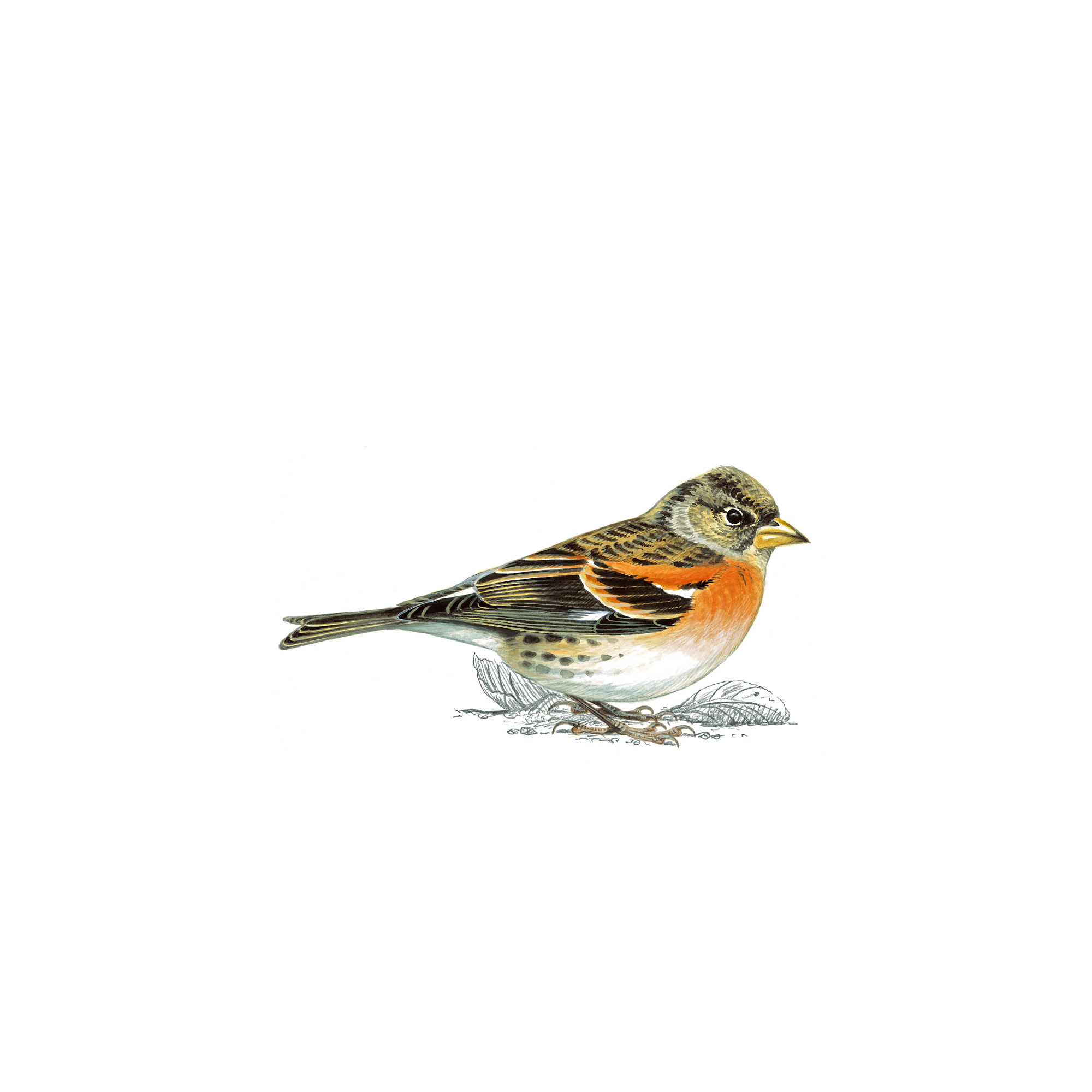 Pretty Brambling