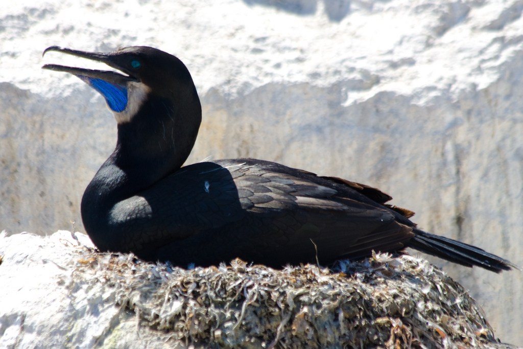 Brandt’s cormorant