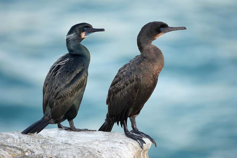 Pretty Brandt’s cormorant