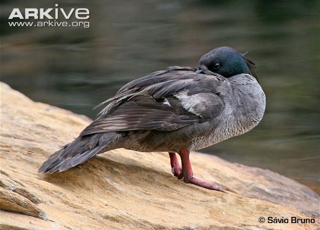 Brazilian merganser