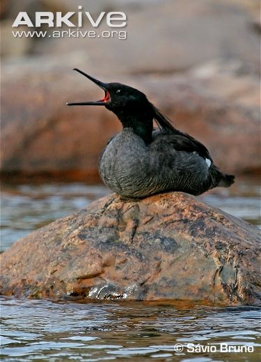 Pretty Brazilian merganser