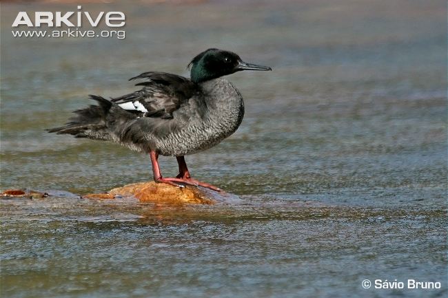 Pretty Brazilian merganser