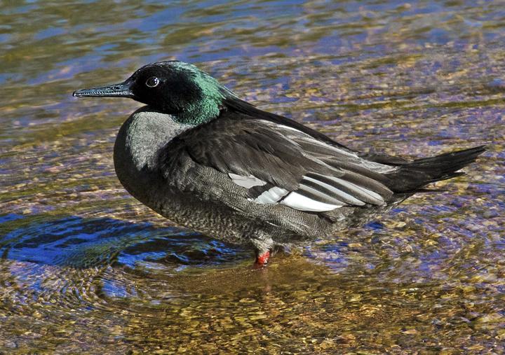Pretty Brazilian merganser