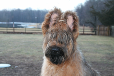 Briard - Dog Breed