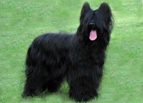 Nice Briard - Dog Breed