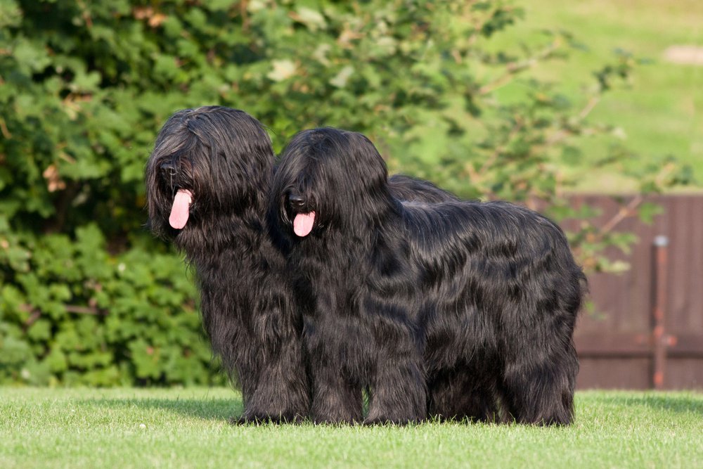 Cool Briard - Dog Breed