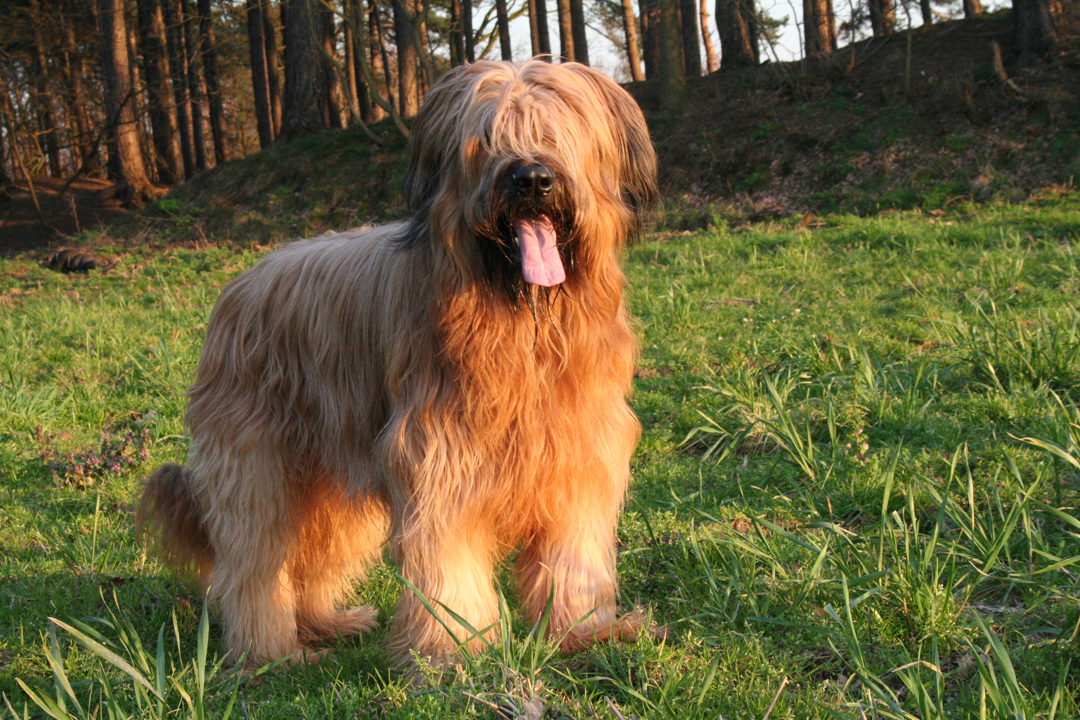 Pretty Briard - Dog Breed
