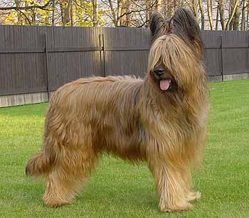 Cute Briard - Dog Breed