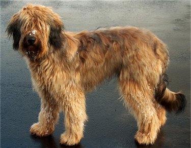Wallpaper Briard - Dog Breed