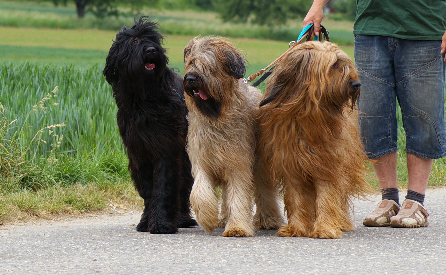 Photo Briard - Dog Breed