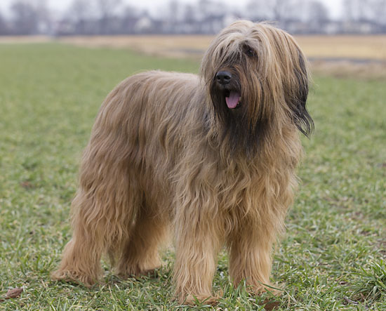 Briard - Dog Breed photo 