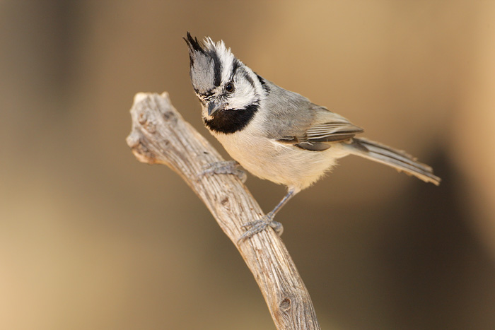Bridled titmouse