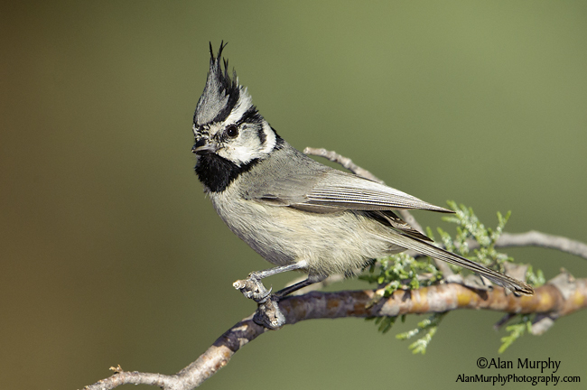 Pretty Bridled titmouse