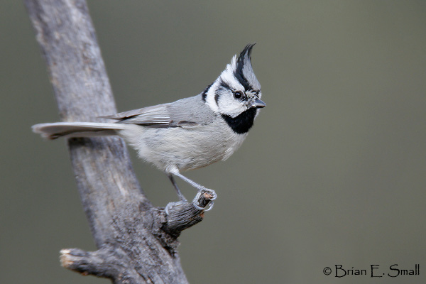 Pretty Bridled titmouse