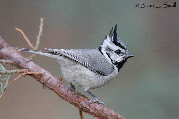 Pretty Bridled titmouse