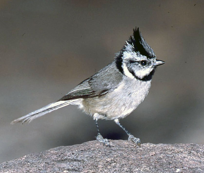 Pretty Bridled titmouse