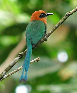 Broad-billed motmot