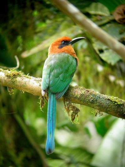 Pretty Broad-billed motmot