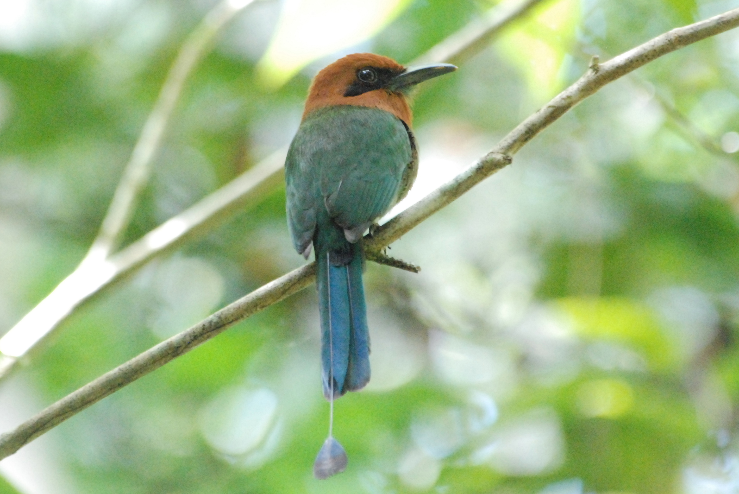 Pretty Broad-billed motmot