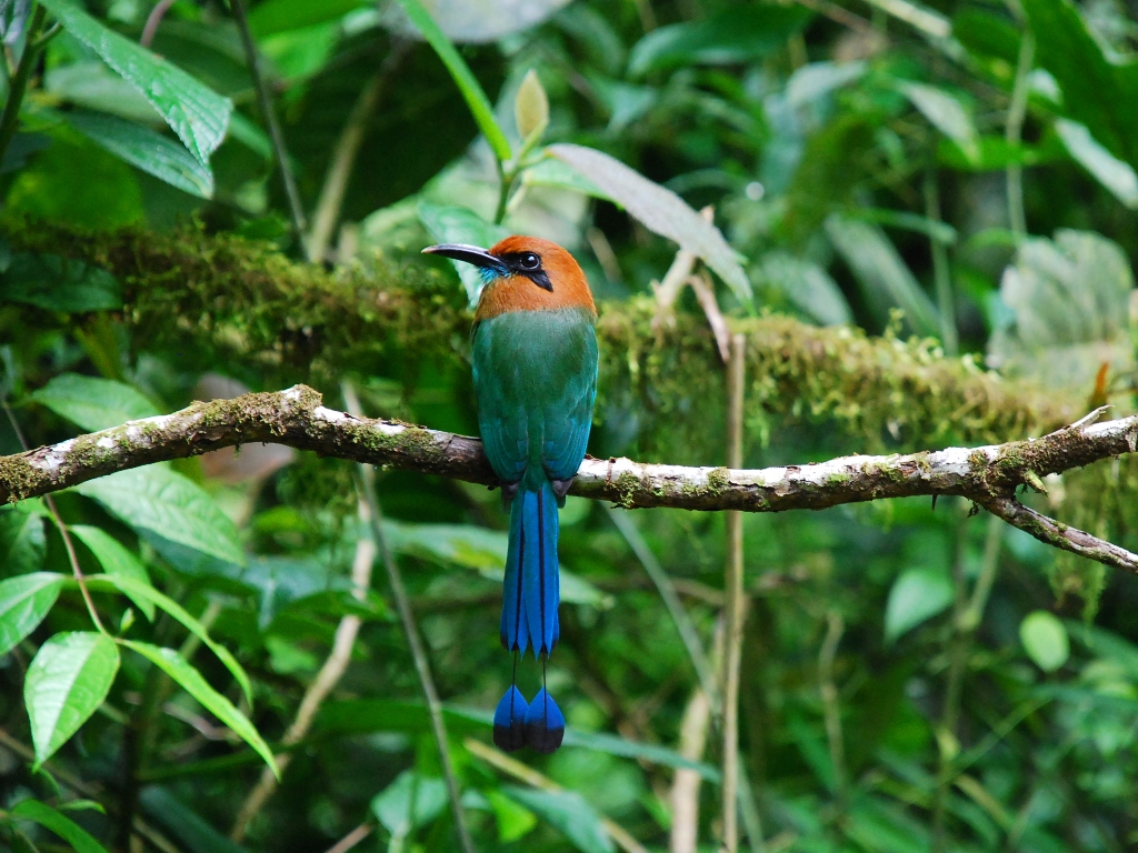 Pretty Broad-billed motmot