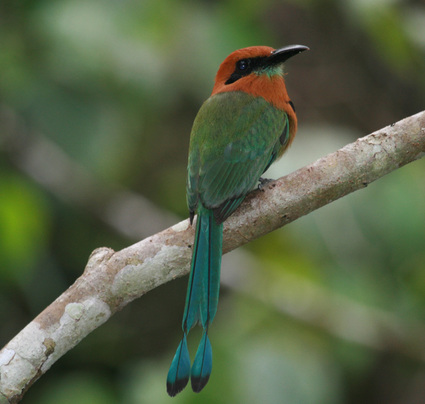Pretty Broad-billed motmot