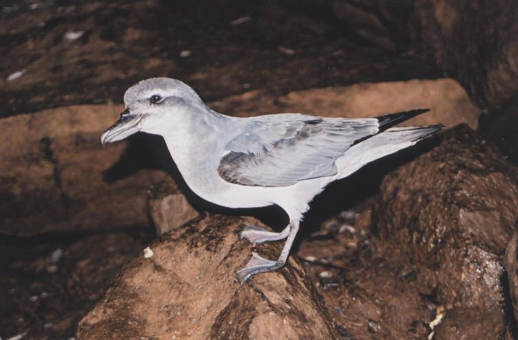Broad-billed prion