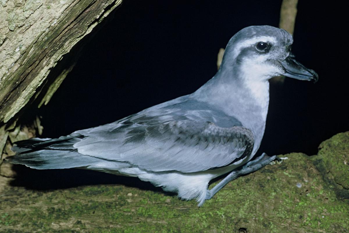 Pretty Broad-billed prion