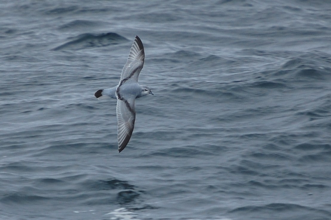 Pretty Broad-billed prion