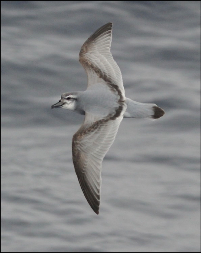 Pretty Broad-billed prion