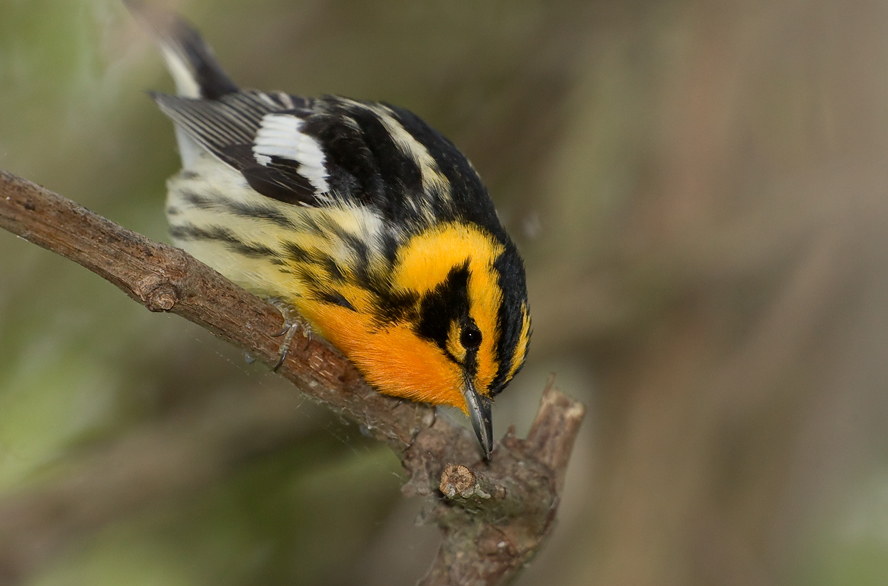 Pretty Brown-and-yellow marshbird