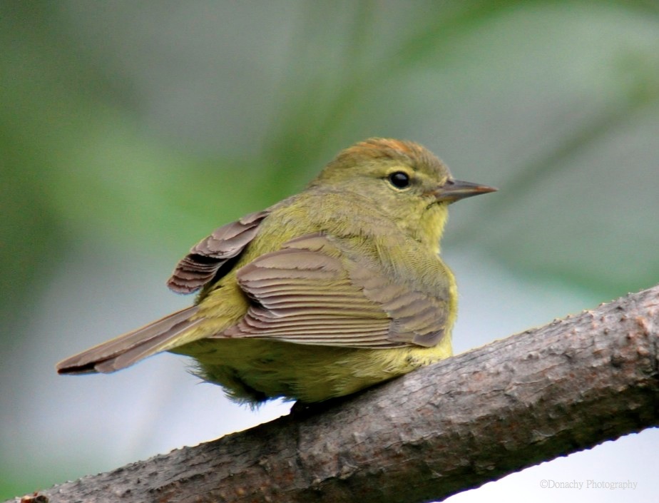 Pretty Brown-and-yellow marshbird