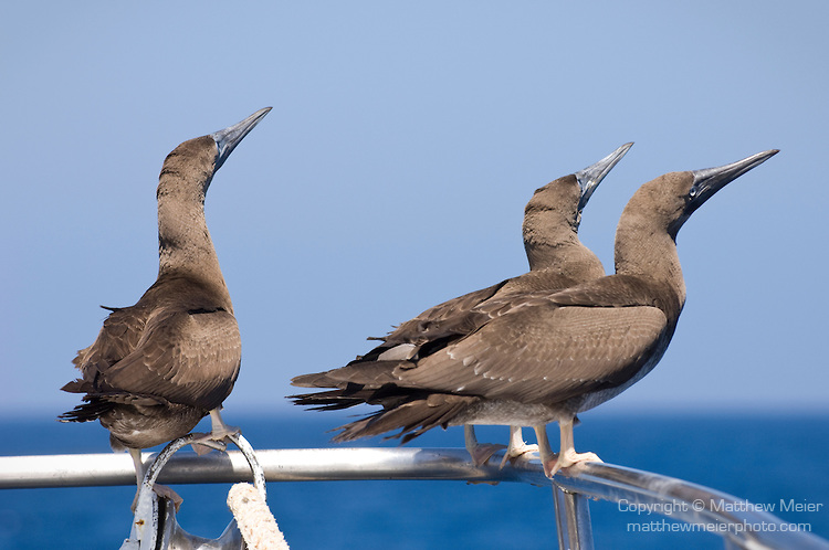 Pretty Brown booby