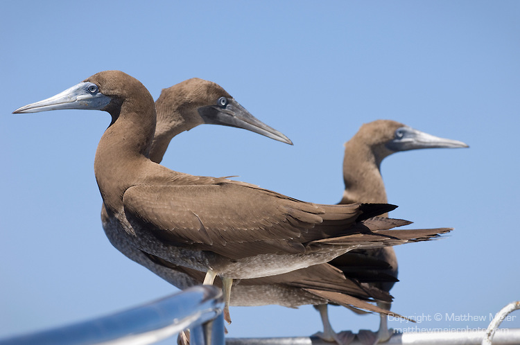 Pretty Brown booby