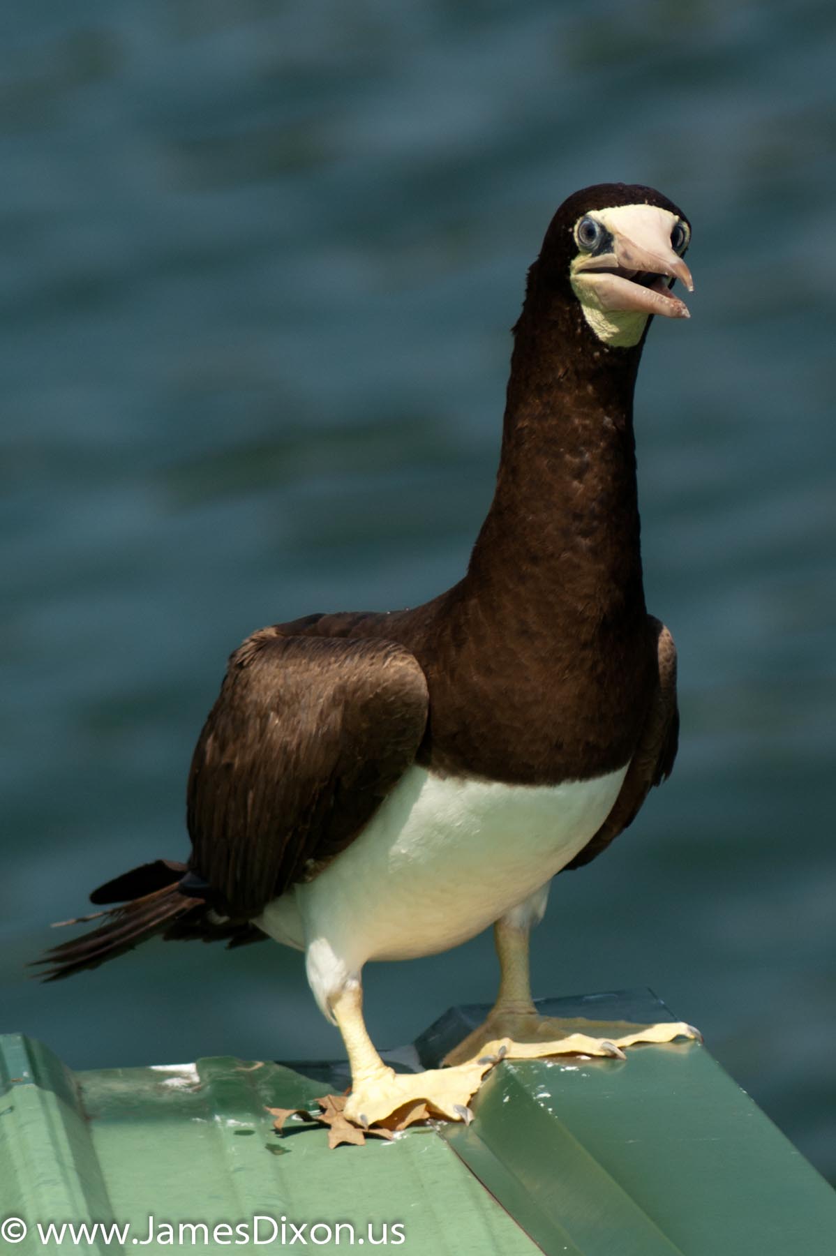 Pretty Brown booby