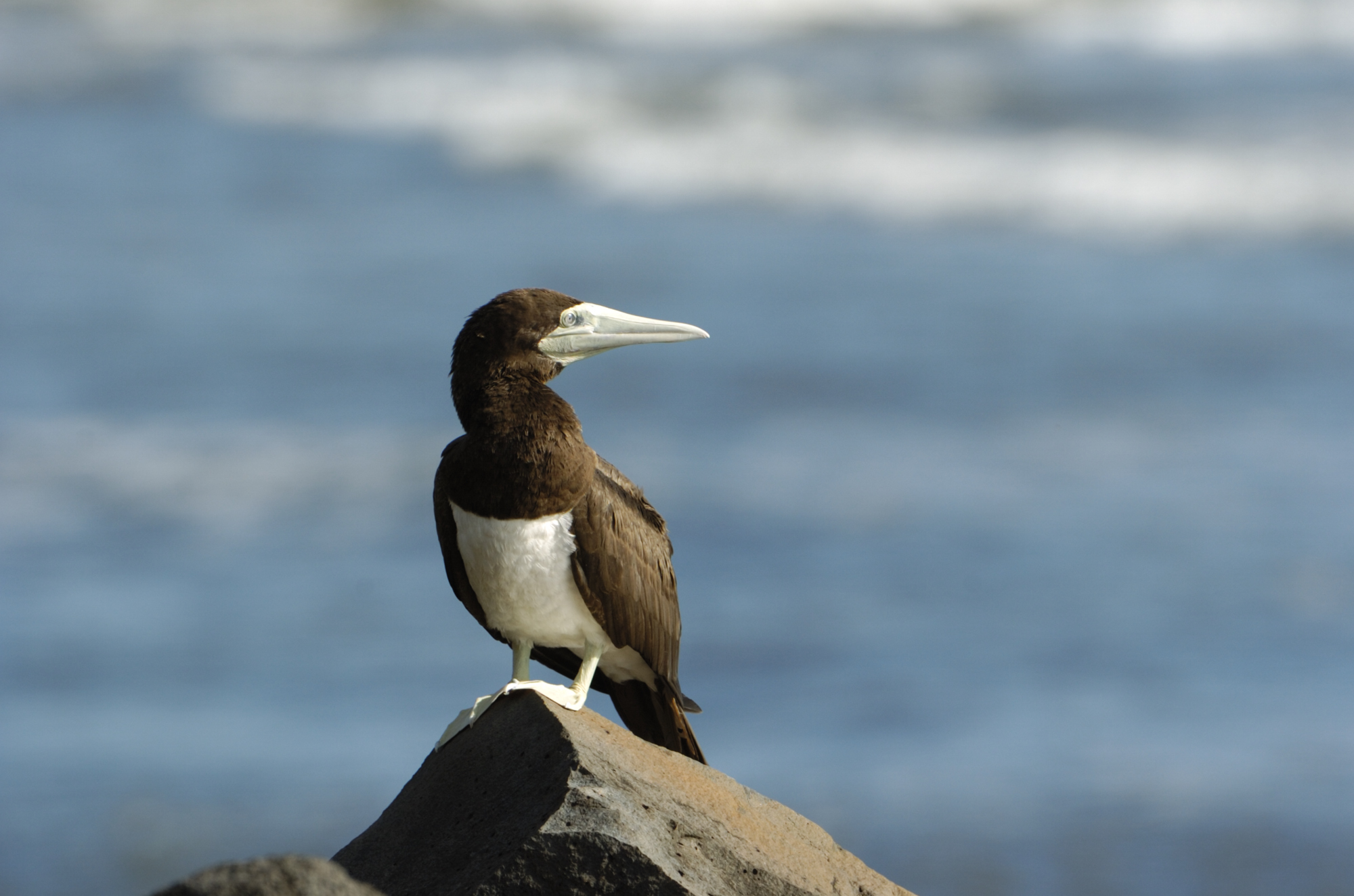 Pretty Brown booby