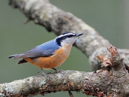 Pretty Brown-breasted nuthatch