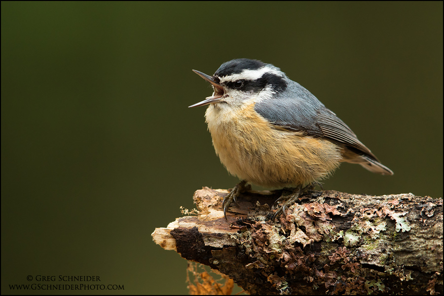 Pretty Brown-breasted nuthatch