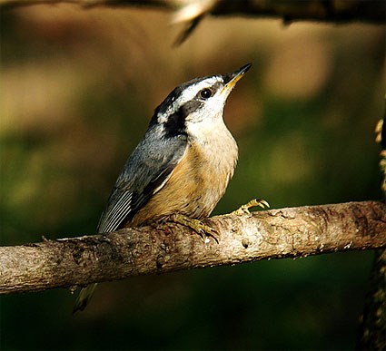 Pretty Brown-breasted nuthatch