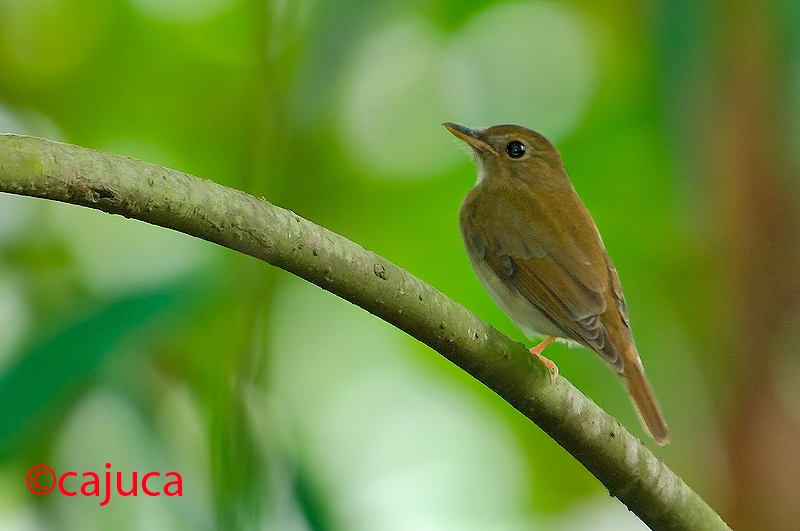 Pretty Brown-chested jungle-flycatcher