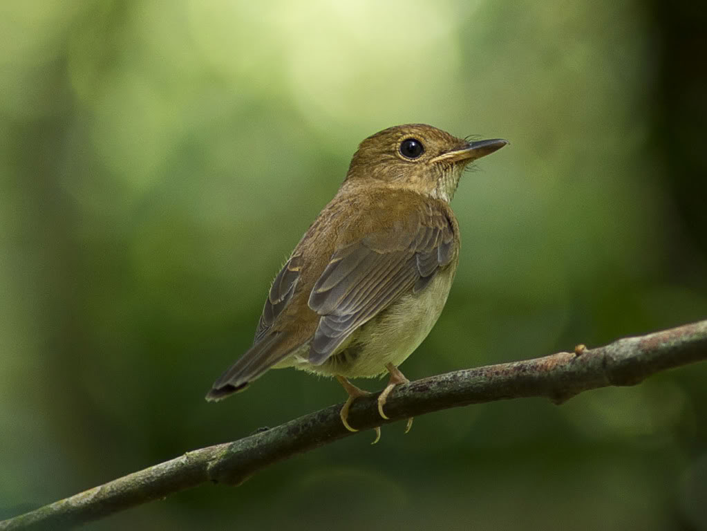 Pretty Brown-chested jungle-flycatcher