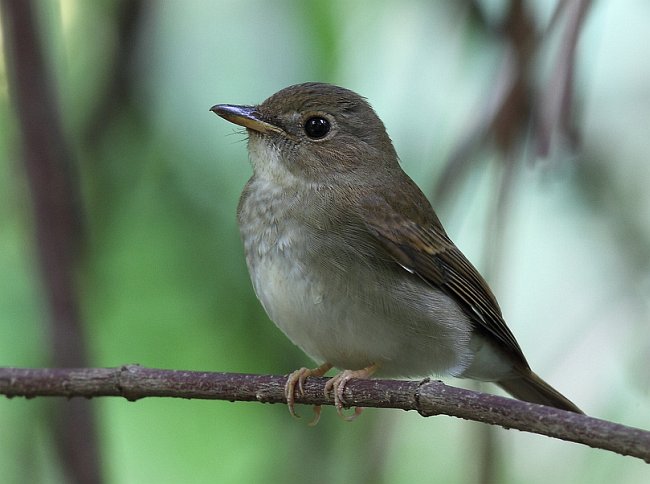 Pretty Brown-chested jungle-flycatcher