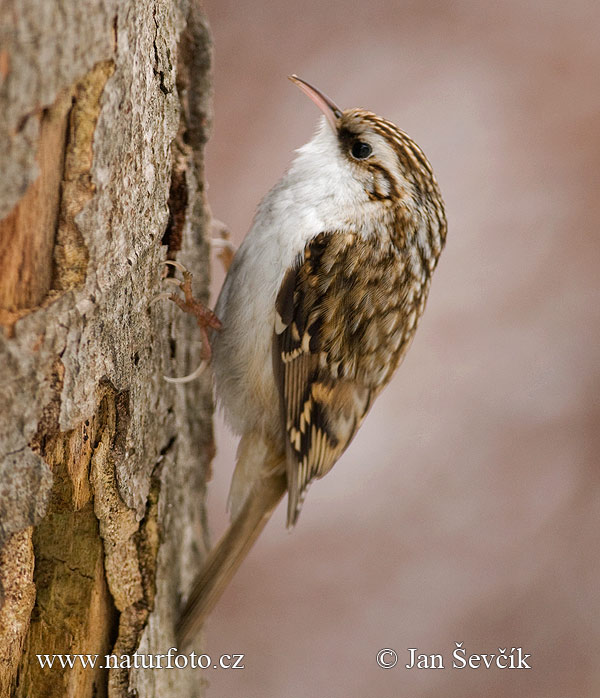 Brown creeper