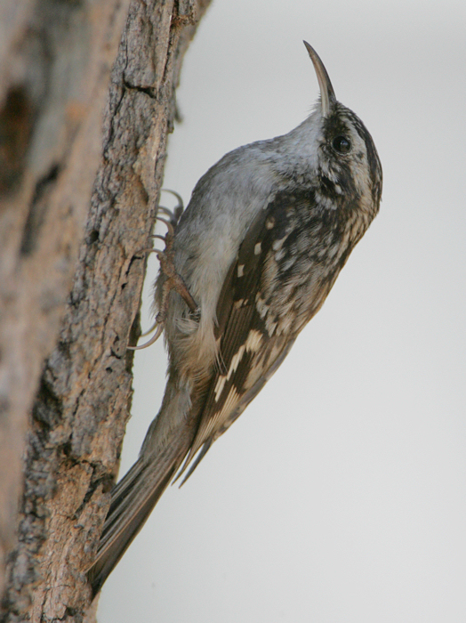 Pretty Brown creeper