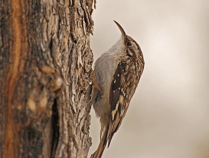 Pretty Brown creeper