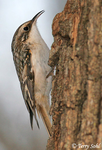 Pretty Brown creeper
