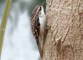 Pretty Brown creeper