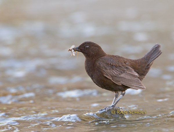 Brown dipper